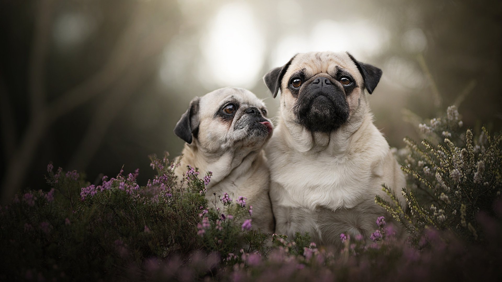 爱游戏官方入口-传奇对决:国家队勇夺冠军杯,传奇对决国服v5下载手游体验服 爱游戏官方入口-传奇对决:国家队勇夺冠军杯,传奇对决国服v5下载手游体验服