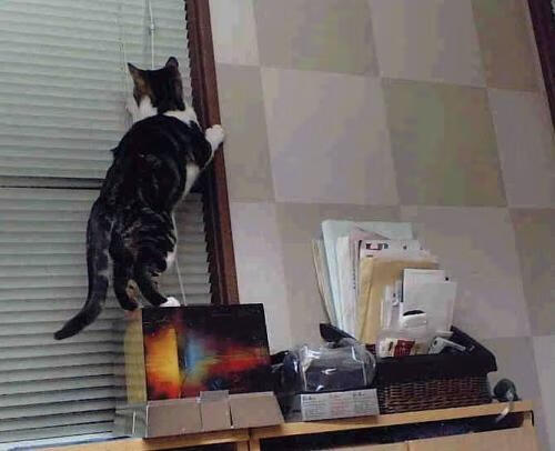 爱游戏体育app网页版下载-布鲁诺·卡博克洛在NBA夏季联赛中展现三分球能力，nba布鲁诺卡波洛克